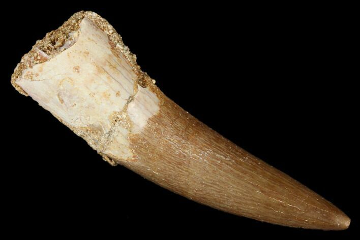 Fossil Plesiosaur (Zarafasaura) Tooth - Morocco #176888